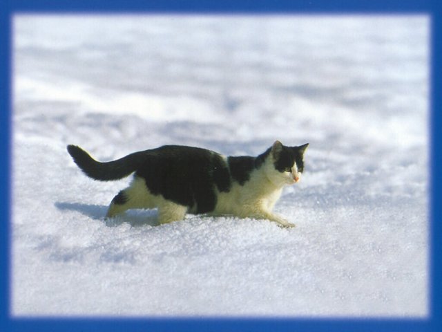 Gatti (363)